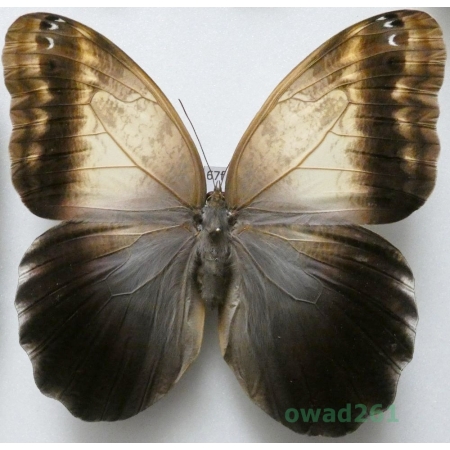 Caligo sp. Peru 116mm67f